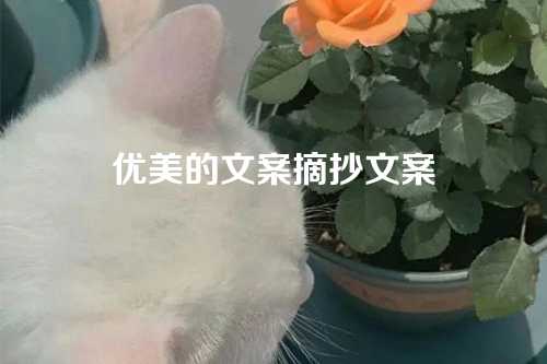 优美的文案摘抄文案