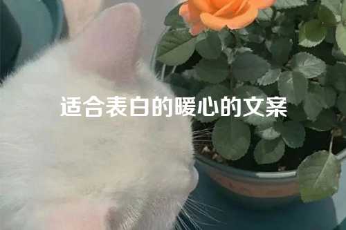 适合表白的暖心的文案