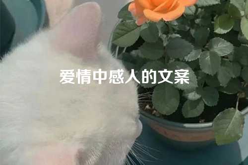 爱情中感人的文案